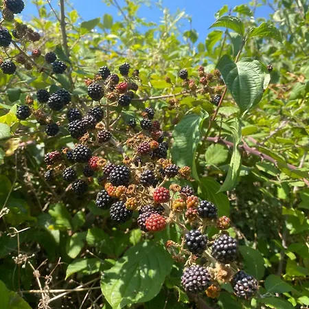 Authentique Avec Piscine Proche Rocamadour Le Vigan (Lot)
