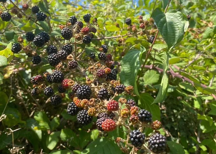 Authentique Avec Piscine Proche Rocamadour Le Vigan (Lot)